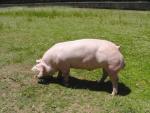 Belgian Landrace | Pig | Pig Breeds